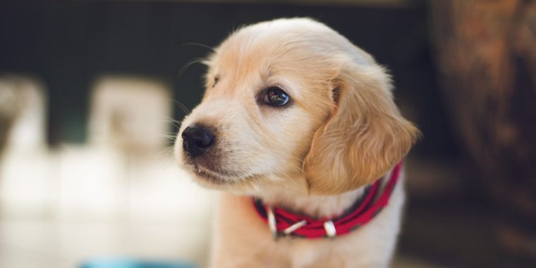 pet health insurance North Ft. Myers, FL